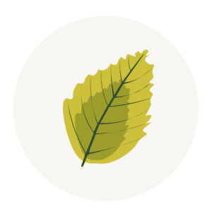 Elm