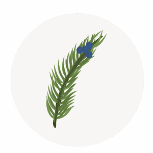 Juniper