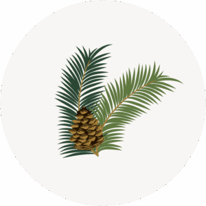 pine